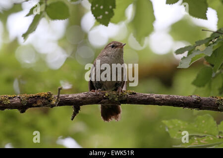 Cettis, paruline cetti Cettia, seul oiseau sur la branche, Majorque, Juin 2015 Banque D'Images