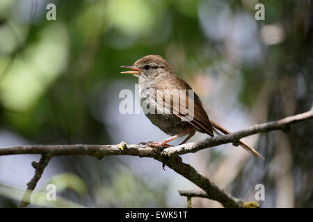 Cettis, paruline cetti Cettia, seul oiseau sur la branche, Majorque, Juin 2015 Banque D'Images