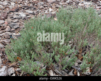 Jardin le thym, Thymus vulgaris, Majorque, Juin 2015 Banque D'Images