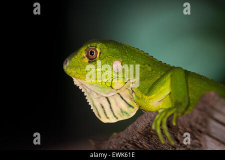 Green Iguana juvénile à l'île de Coiba national park, province de Veraguas, côte du Pacifique, la République du Panama. Banque D'Images