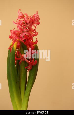 Jacinthes roses, isolées, Hyacinthus orientalis. Banque D'Images