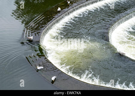 Mouettes VILLE BAIGNOIRE BAIN LE WEIR L'EAU SUR LA RIVIÈRE AVON EN DESSOUS DU PONT PULTENEY Banque D'Images