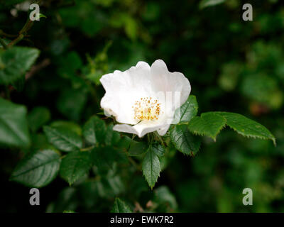 White Wild Rose, Rosa multiflora croissant dans la haie sur les niveaux de Somerset, Royaume-Uni Banque D'Images