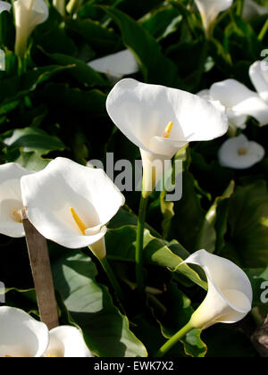 Zantedeschia aethiopica (connu sous le nom d'arum et de zantedeschia) croissant dans un jardin, Somerset, UK Banque D'Images