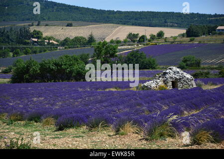 Borie en Provence (France Maison de pierres) Banque D'Images