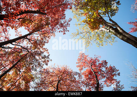 Les érables en automne Banque D'Images