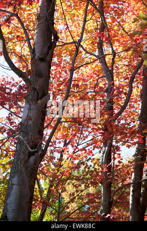 Les érables en automne Banque D'Images