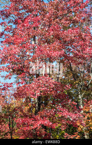 Les érables en automne Banque D'Images