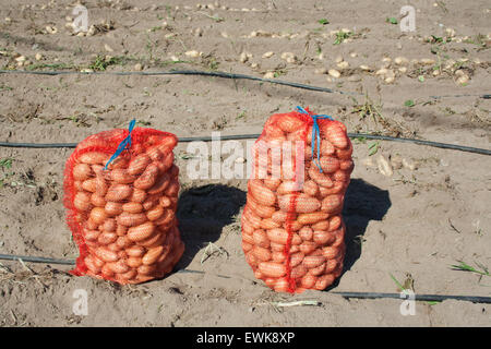 Des pommes de terre biologiques frais grec recueillis et emballés dans des sacs (rouge) sackloths. Image montrant deux sacs. Banque D'Images