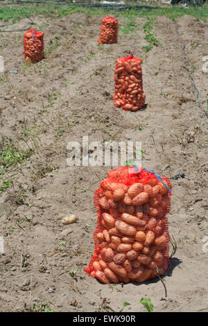 Des pommes de terre biologiques frais grec recueillis et emballés dans des sacs (rouge) sackloths. Lemnos Limnos island, ou la Grèce. Banque D'Images