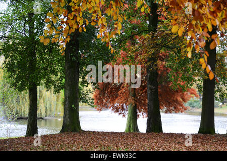 Groupe d'arbres à l'automne Banque D'Images