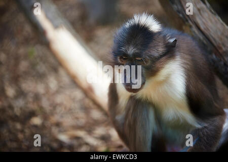 Portrait de grue à cou blanc, le mangabey à donner l'impression d'être un singe déprimé Banque D'Images