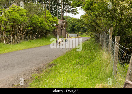 Un troupeau de chèvres sur un chemin rural dans le comté d'Antrim Irlande du Nord Banque D'Images