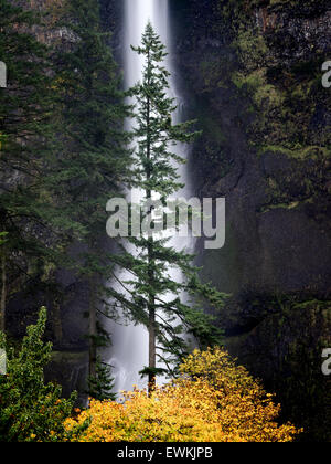 Multnomah Falls avec arbre isolé et la couleur de l'automne. Columbia River Gorge National Scenic Area, New York Banque D'Images