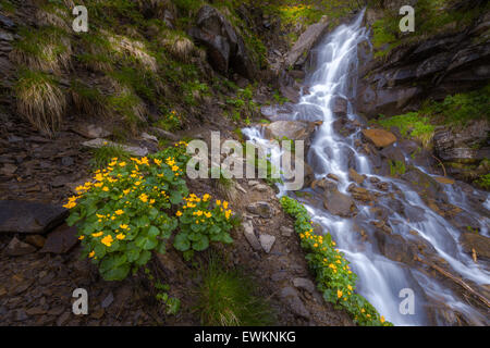 Belle petite chute en montagne, à l'Ukraine. La chute d'eau blanche. Banque D'Images