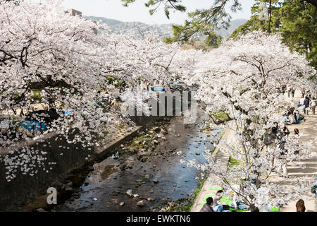 Scène de printemps bondé de personnes marcher sous des rangées de cerisiers en fleurs arbres tandis que d'autres assis dans les groupes pique-nique par la rivière Shukugawa, au Japon. Banque D'Images