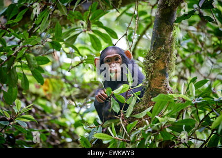 Alimentation bébé chimpanzé commun dans l'arbre, Pan troglodytes, laissez-vous inspirer par le parc national de Kibale, en Ouganda, en Afrique, Portail Banque D'Images