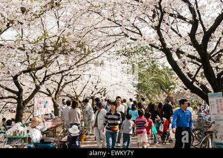 Scène de printemps bondé de personnes marcher sous des rangées de cerisiers en fleurs arbres tandis que d'autres assis dans les groupes pique-nique ayant cherry blossom parties. Banque D'Images