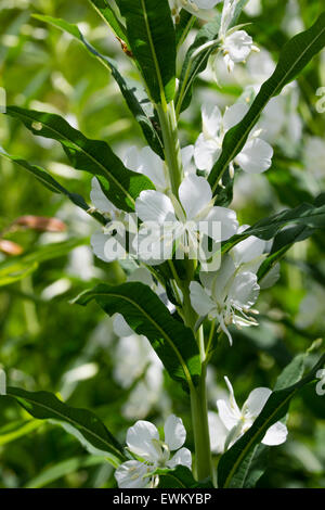 Fleurs de la forme blanche du rosebay épilobe, Chamaenerion angustifolium 'Album' Banque D'Images