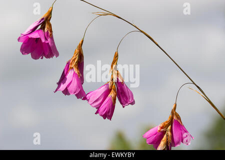 Fleurs pendantes de la canne à pêche de l'Ange, Tigridia pulcherrimum, contre un ciel nuageux Banque D'Images