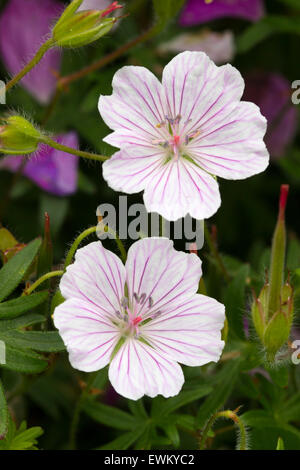 Les fleurs de l'hardy, revêtement de sol, à rayures géranium sanguin Geranium sanguineum var. striatum Banque D'Images