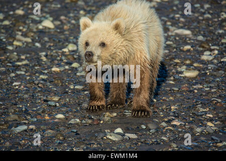 Vue de face d'un joli Printemps de l'ours grizzli (Ursus arctos), Cub, comité permanent sur les estrans, Lake Clark National Park, Alaska, USA Banque D'Images