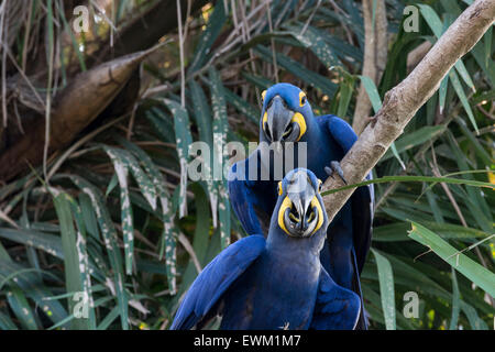 Une paire d'Anodorhynchus hyacinthinus Hyacinth Macaws,, perché dans un arbre, Pantanal, Mato Grosso, Brésil, Amérique du Sud Banque D'Images