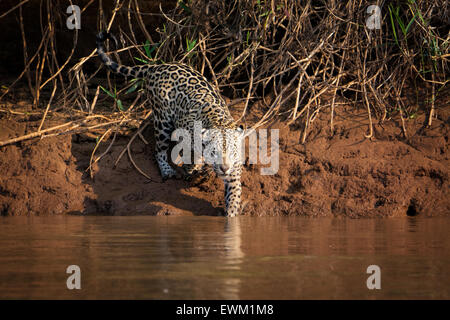 Vue de face d'une femme Jaguar, Panthera onca, chassant le long d'une rive dans le Pantanal, Mato Grosso, Brésil, Amérique du Sud Banque D'Images