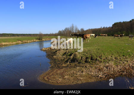 Rendez-vaches près de la rivière au printemps Banque D'Images