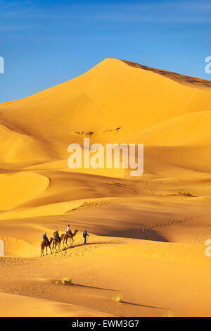 Les touristes monter sur des chameaux, désert Erg Chebbi près de Merzouga, Sahara, Maroc Banque D'Images