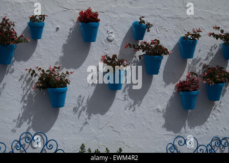 Plantes sur un mur blanc au soleil Banque D'Images