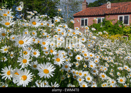 Ox-eye Tribunes Leucanthemum vulgare dans jardin sauvage Banque D'Images