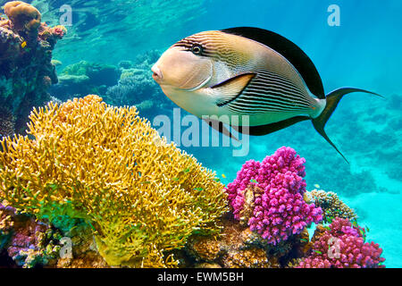 Mer Rouge - vue sous-marine à poissons et coraux, Marsa Alam, Egypte Banque D'Images