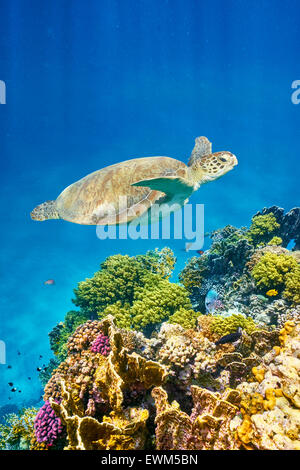 Marsa Alam - vue sous-marine en mer de corail et la tortue, Red Sea, Egypt Banque D'Images