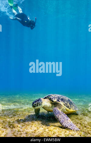 La femme en apnée à la tortue de mer, Marsa Alam, Red Sea, Egypt Banque D'Images