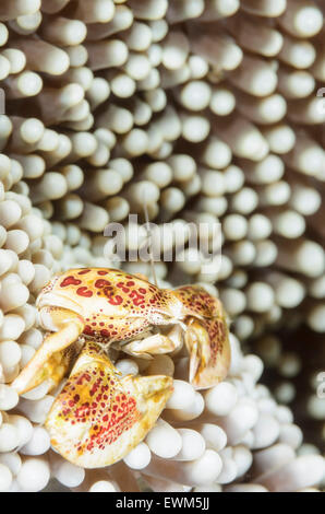 Crabe porcelaine maculée, Neopetrolisthes maculatus, Anilao, Batangas, Philippines, Pacifique Banque D'Images
