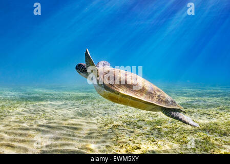 Vue sous-marine en mer tortue, Marsa Alam, Red Sea, Egypt Banque D'Images