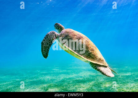 Marsa Alam, Red Sea, Egypt - vue sous-marine en mer Turtle Banque D'Images