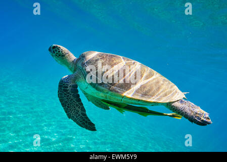 Vue sous-marine en mer tortue, Red Sea, Egypt Banque D'Images