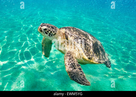 Vue sous-marine en mer tortue, Marsa Alam, Red Sea, Egypt Banque D'Images