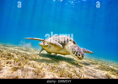 Tortue de Mer de pâturage, Marsa Alam, Red Sea, Egypt Banque D'Images