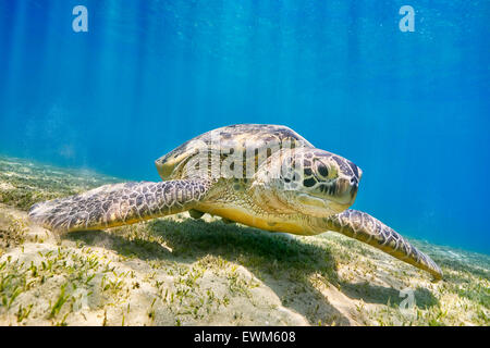 Marsa Alam - pacage tortue de mer, Red Sea, Egypt Banque D'Images