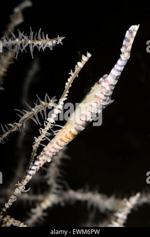 En lignes Tozeuma Tozeuma, crevettes armatum, avec des œufs, Anilao, Batangas, Philippines, Pacifique Banque D'Images