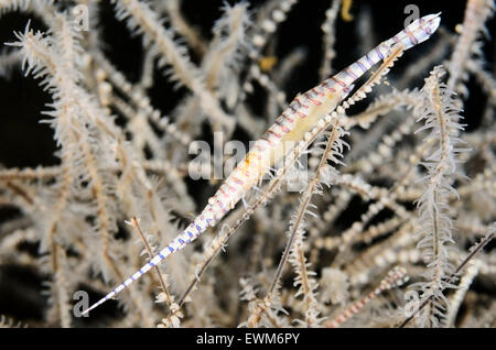 En lignes Tozeuma Tozeuma, crevettes armatum, avec des œufs, Anilao, Batangas, Philippines, Pacifique Banque D'Images