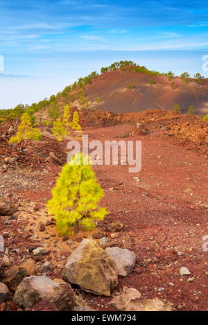 Paysage volcanique, le Parc National du Teide, Tenerife, Canaries, Espagne Banque D'Images