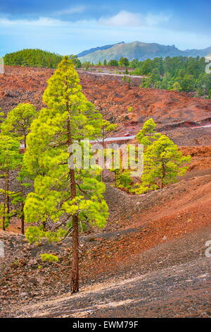 Paysage volcanique, le Parc National du Teide, Tenerife, Canaries, Espagne Banque D'Images