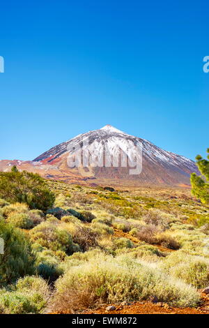 Le Parc National du Teide, Canaries, Tenerife, Espagne Banque D'Images