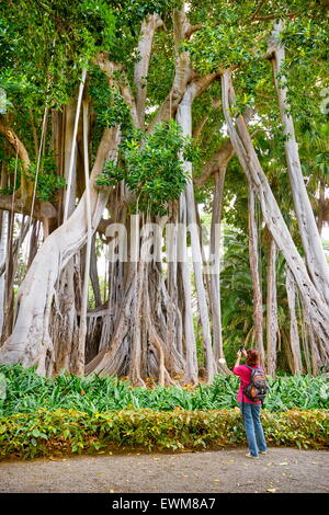 Ficus Arbre, jardin botanique, Puerto de la Cruz, Tenerife, Canaries, Espagne Banque D'Images