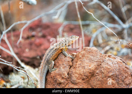 Lava Lizard debout sur un rocher dans les îles Galapagos en Équateur Banque D'Images