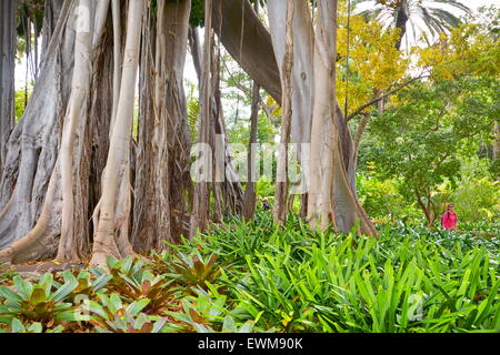 Ficus Arbre, jardin botanique, Puerto de la Cruz, Tenerife, Canaries, Espagne Banque D'Images